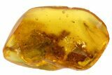 Spectacular Winged Fossil Termite (Isoptera) In Baltic Amber #84635-3